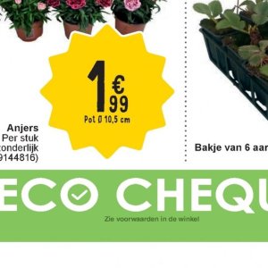 Pot op Cora