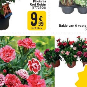 Pot op Cora